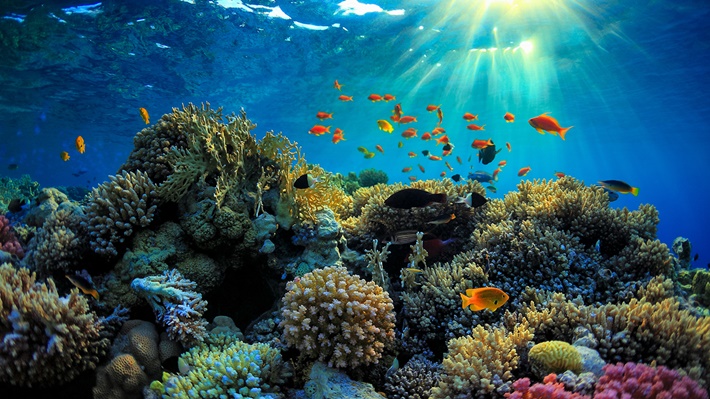 Hệ sinh thái biển - nơi lý tưởng để tìm kiếm thuốc trị bệnh
