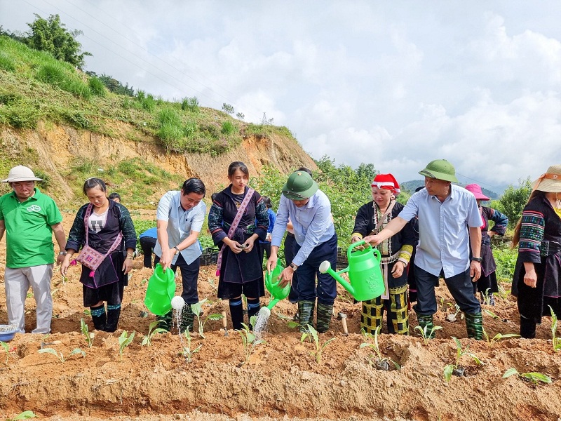 Sapa (Lào Cai) Phát triển vùng cây dược liệu chất lượng cao hướng đến thị trường trong nước và quốc tế