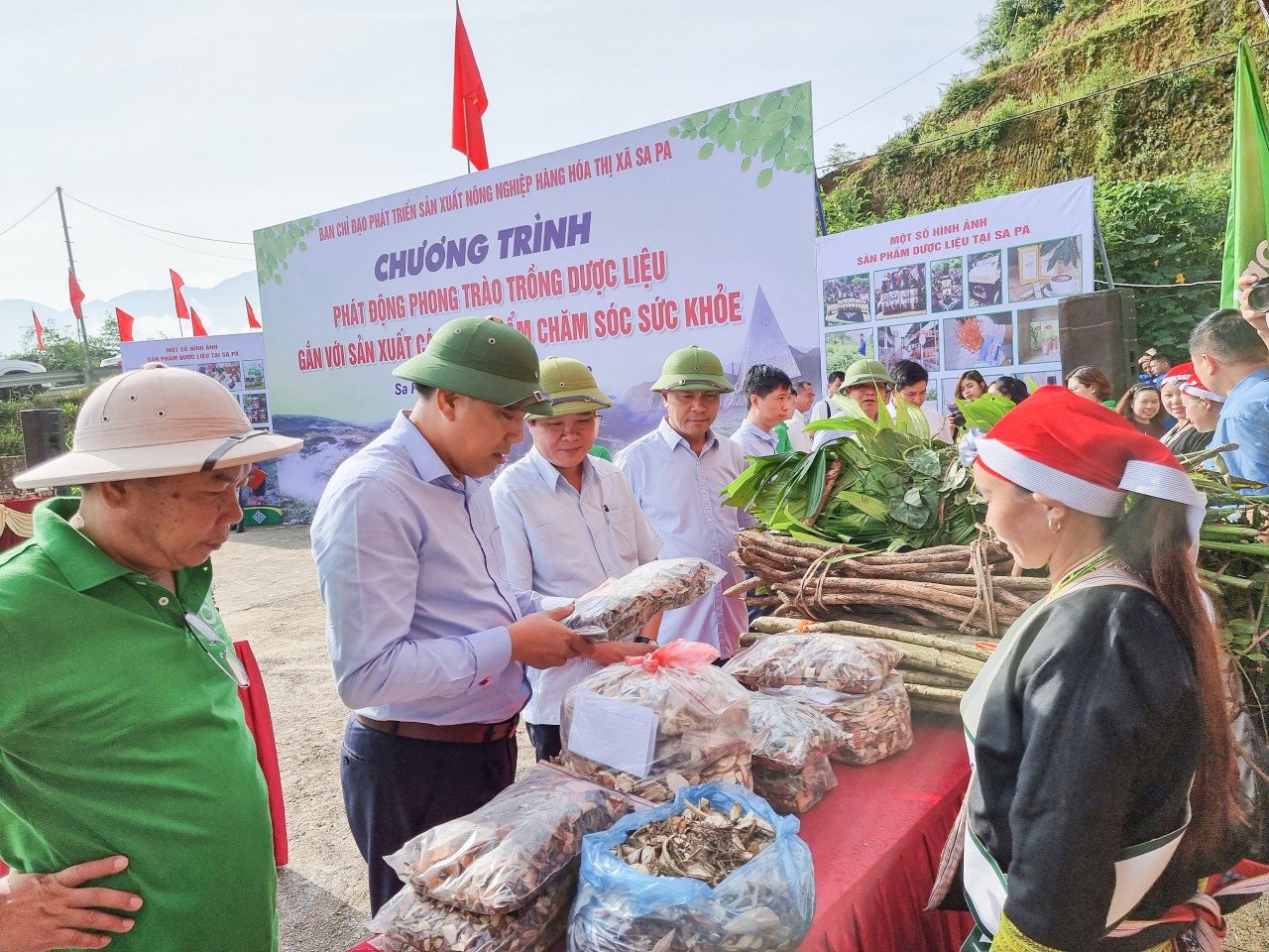 Sapa (Lào Cai) Phát triển vùng cây dược liệu chất lượng cao hướng đến thị trường trong nước và quốc tế