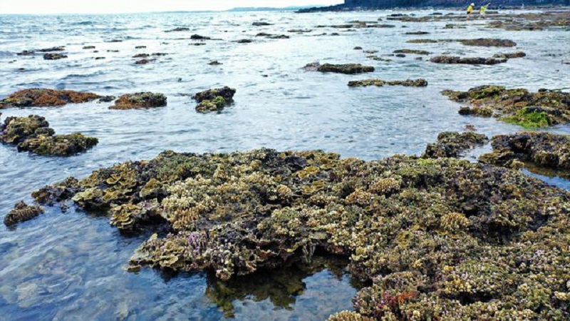 Suy giảm hệ sinh thái rạn san hô: Đề xuất giải pháp tổng thể phục hồi