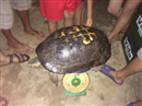 nghe an bat duoc rua khung nang 15kg