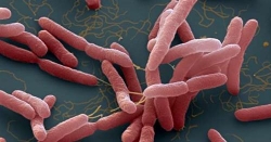 bo y te huong dan cach phong ngua benh whitmore vi khuan an thit nguoi