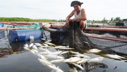ha tinh da co ket qua quan trac tinh trang ca nuoi long be chet hang loat
