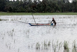 hau giang gan 30000 ha dat lua bi bo trong trong vu thu dong