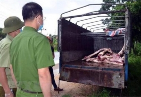 tuyen quang bat giu va dieu tra hanh vi van chuyen tieu thu lon nhiem benh dich ta chau phi