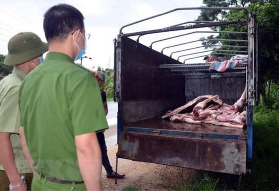 Tuyên Quang: Bắt giữ và điều tra hành vi vận chuyển, tiêu thụ lợn nhiễm bệnh dịch tả châu Phi