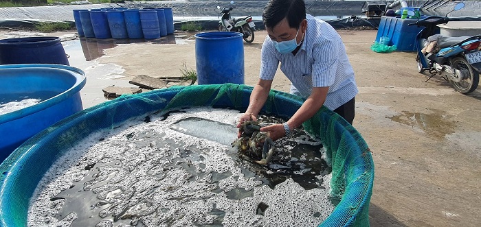 Sóc Trăng ‘gỡ khó’ cho người dân và doanh nghiệp nuôi tôm ở địa phương