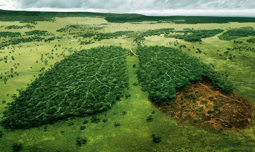 “Sự sụp đổ” của các hệ sinh thái đang đe dọa nền kinh tế toàn cầu