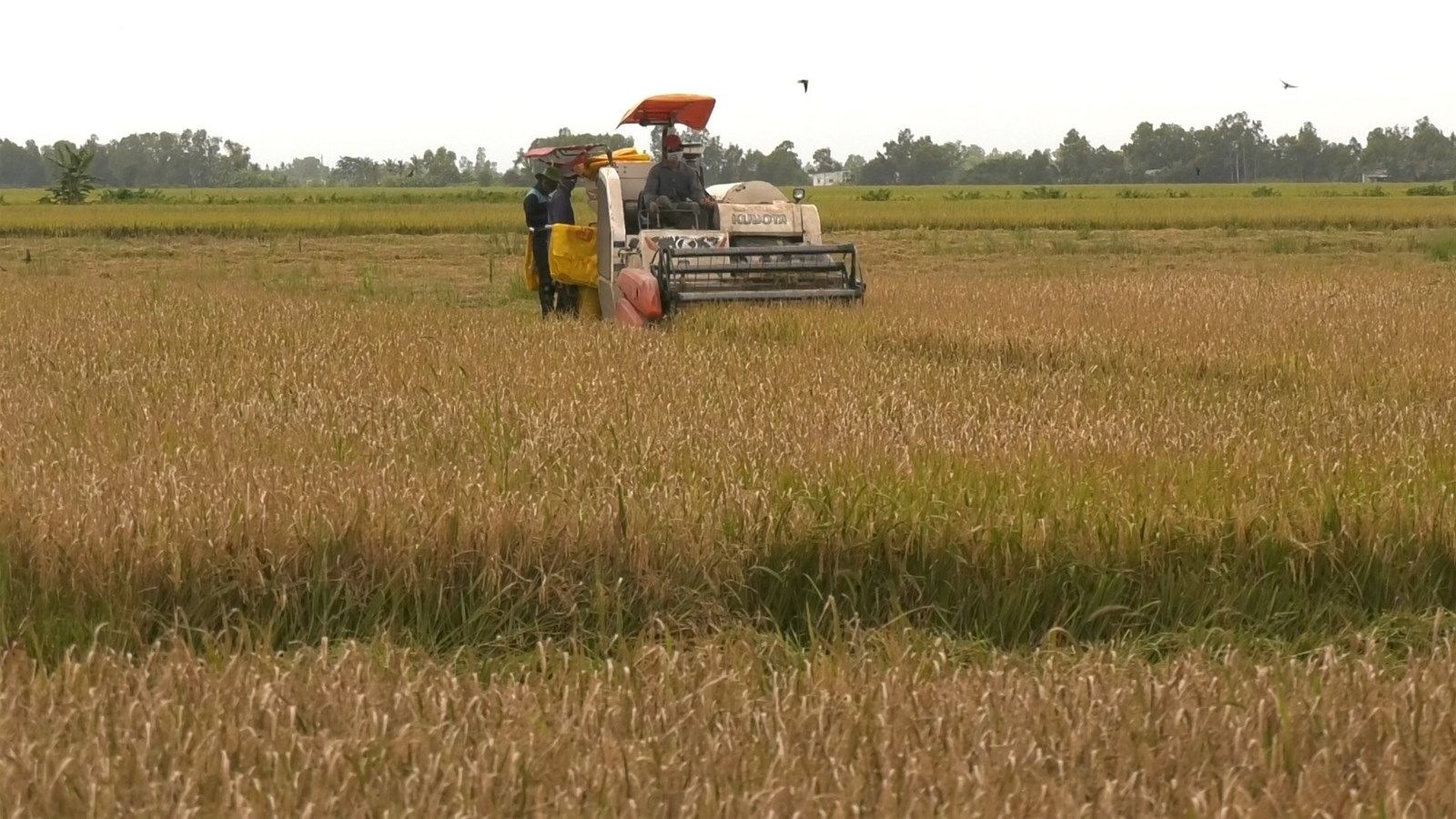 Đưa trên 210 máy gặt đập liên hợp hỗ trợ nông dân Bạc Liêu thu hoạch lúa Hè Thu