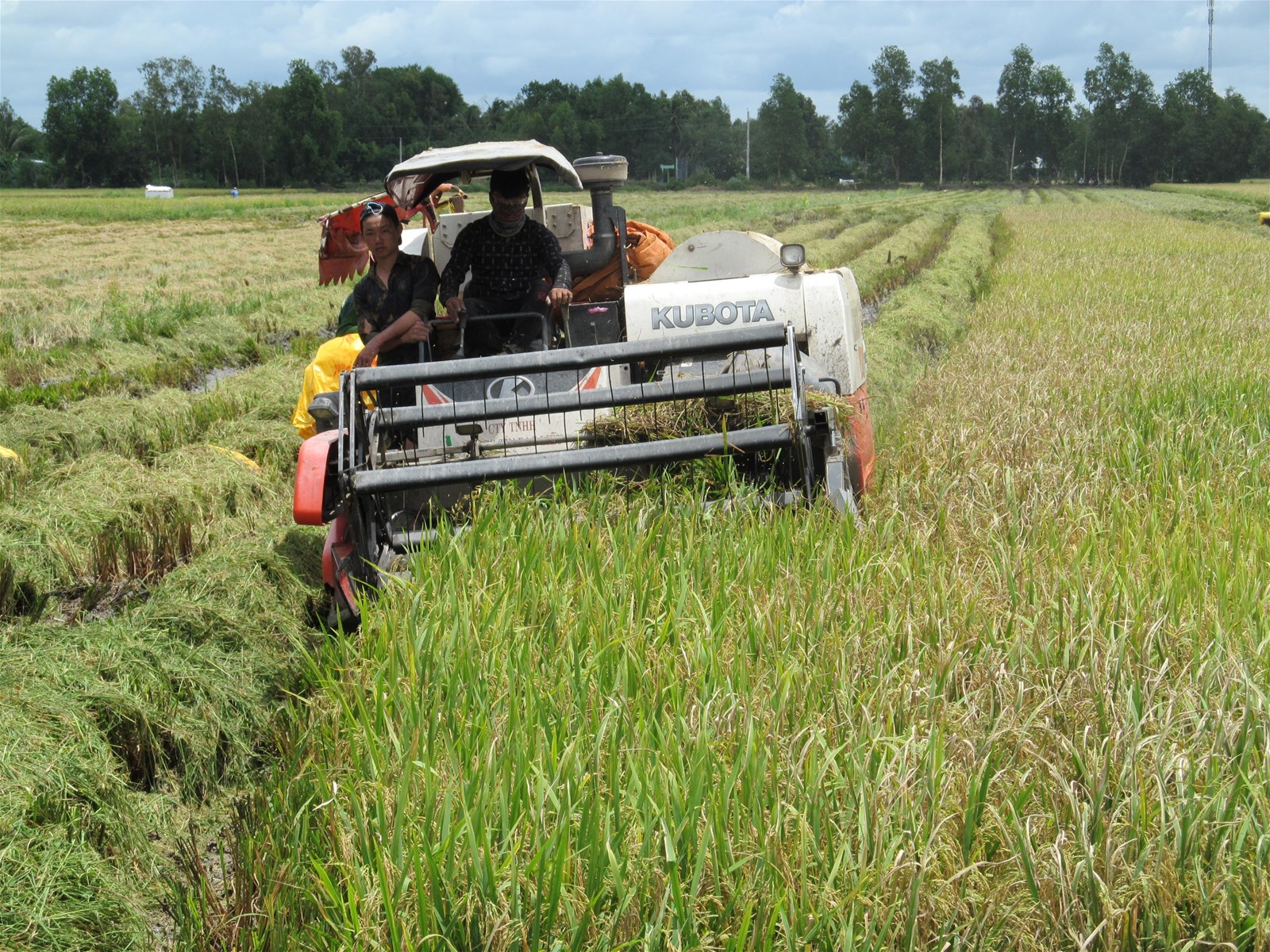 Đưa trên 210 máy gặt đập liên hợp hỗ trợ nông dân Bạc Liêu thu hoạch lúa Hè Thu