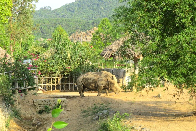 Nghệ An: Đàn tê giác chết bất thường trong khu du lịch sinh thái