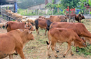 mua sim viettel doi bo giong tinh quang ninh noi gi