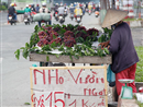 nho la ngap thi truong
