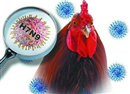 h7n9 la dong virus cum hang dau co kha nang gay dai dich o nguoi