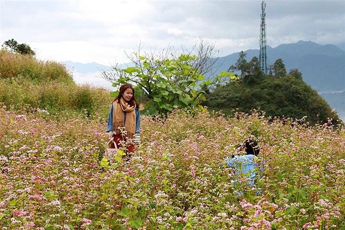 Tam giác mạch nở bạt ngàn, còn chần chừ gì mà không đến Fansipan?