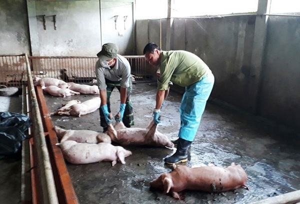 Tái xuất hiện 2 ổ dịch tả lợn châu Phi ở Quảng Bình