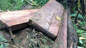 gia lai phat hien 3 doi tuong khai thac go trai phep