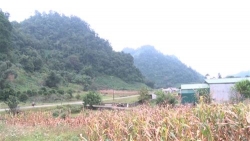 ngo nep thung khe mui nhon phat trien kinh te