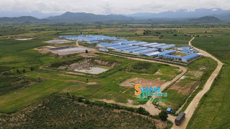 Trang trại Phú Lộc Phát gây ô nhiễm, hủy hoại hoa màu của dân
