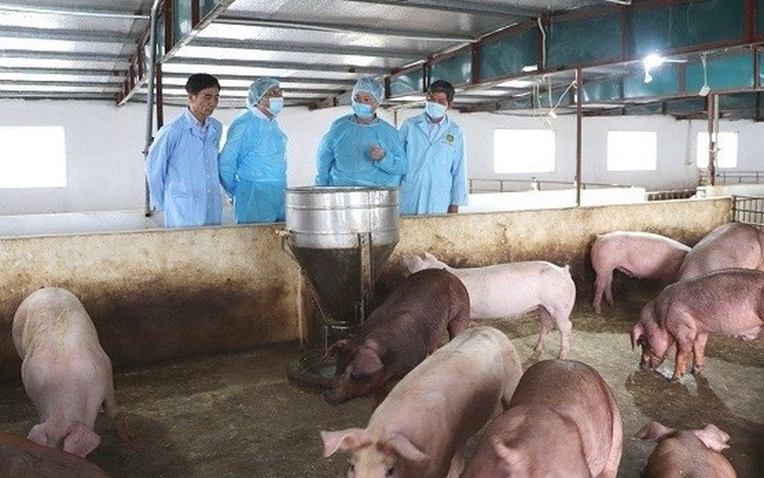 Hà Tĩnh: Xử phạt trang trại chăn nuôi lợn không có giấy phép môi trường