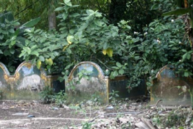 ky la ngoi chua nuoi heo thanh tinh bao oan o vn