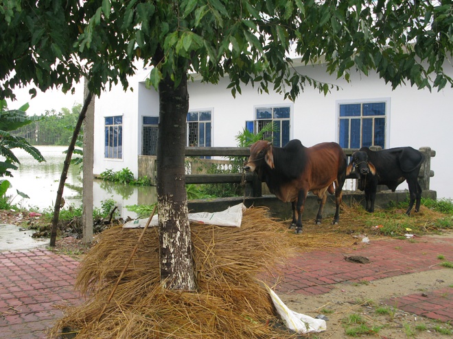 30 người chết vì mưa lũ, quốc lộ 1 bị chia cắt