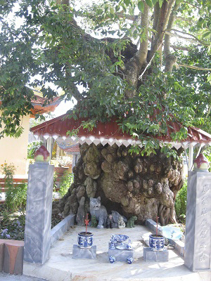 Thực hư chuyện c&amp;acirc;y Gạo bị trở th&amp;agrave;nh thần dược chữa bệnh cho d&amp;acirc;n Kỳ 1