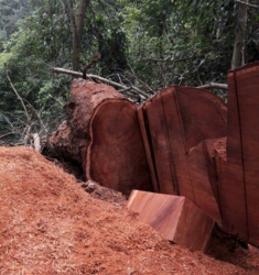 ha giang rung dac dung phong quang dang bi xe thit bai 2 loay hoay tim giai phap