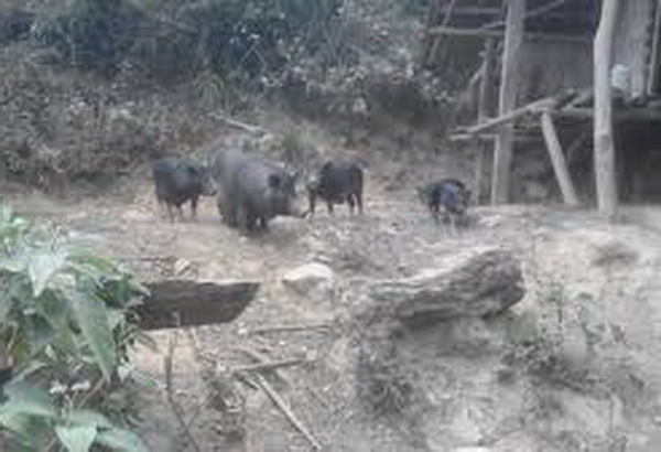 Bệnh s&aacute;n d&acirc;y lợn (lợn gạo) v&agrave; th&oacute;i quen sinh hoạt, ăn uống của người Việt Nam