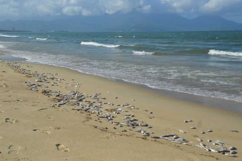 Xác định nguyên nhân cá chết trên bãi biển ở Đà Nẵng