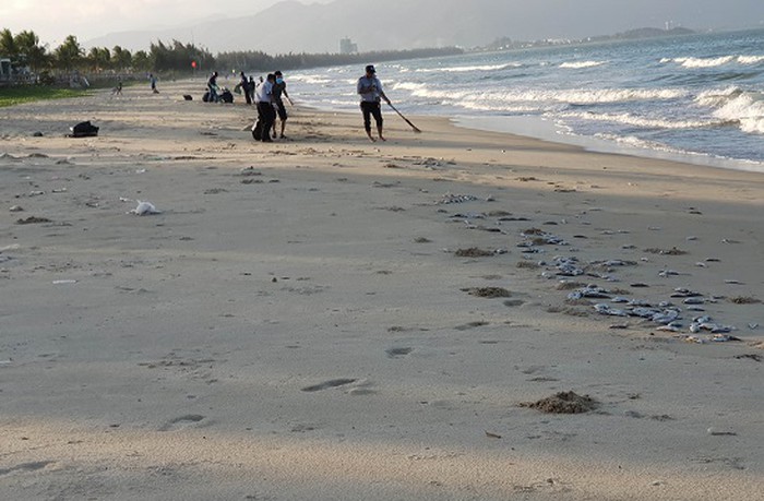 Xác định nguyên nhân cá chết trên bãi biển ở Đà Nẵng