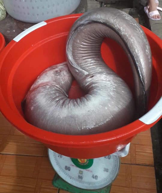 Ph&aacute;t hiện hang c&aacute; ch&igrave;nh, nh&oacute;m thợ săn bắt được con nặng hơn 17 kg