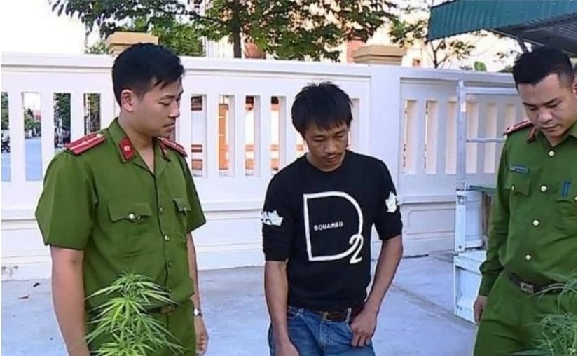 Nghiện ma t&uacute;y, trồng c&acirc;y cần sa tại nh&agrave; để sử dụng