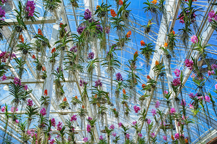 DEKAMON 22.43SL: Giải ph&aacute;p hiệu quả cho người d&acirc;n chăm s&oacute;c hoa, c&acirc;y kiểng phục vụ Tết