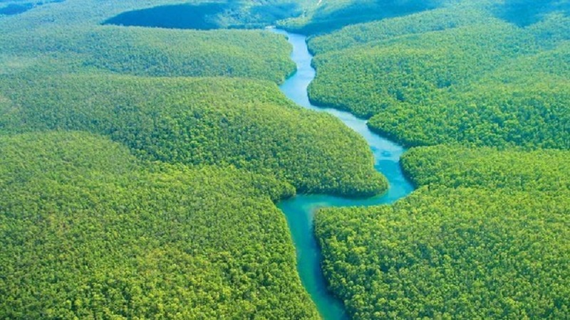 Nạn phá rừng ở Amazon - Hợp tác toàn cầu để bảo vệ rừng