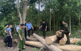 ha tinh luc luong chuc nang phat hien va thu giu gan 3m3 go