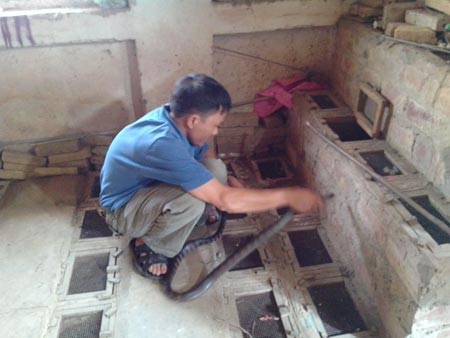 Anh Ki&amp;ecirc;n tay kh&amp;ocirc;ng bắt rắn