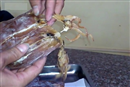 muc kho lam tu nhua co o ha noi chi la tin don