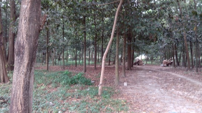 Con đường dẫn v&amp;agrave;o &amp;ldquo;chợ t&amp;igrave;nh&amp;rdquo; trong rừng tr&amp;agrave;m