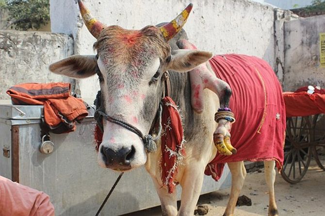 Kỳ lạ ch&amp;uacute; b&amp;ograve; 5 ch&amp;acirc;n gi&amp;uacute;p 30 phụ nữ sinh được con trai