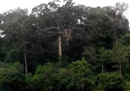 bi an loi nguyen sau moi tinh loan luan noi rung thieng