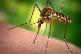 tpho chi minh so nguoi nhiem virus zika len den con so 103 nguoi