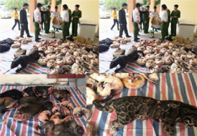 thanh hoa bat giu gan 600kg ca the dong vat hoang da quy hiem