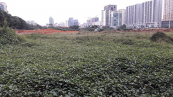 ha noi dan to chu dau tu du an cong vien ho phung khoang co tinh lam trai chu truong cua thanh uy tp ha noi