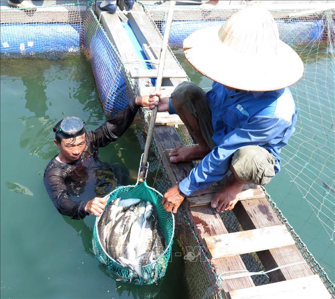 Quảng Ngãi: Cá bớp chết hàng loạt ngư dân thiệt hại nặng nề