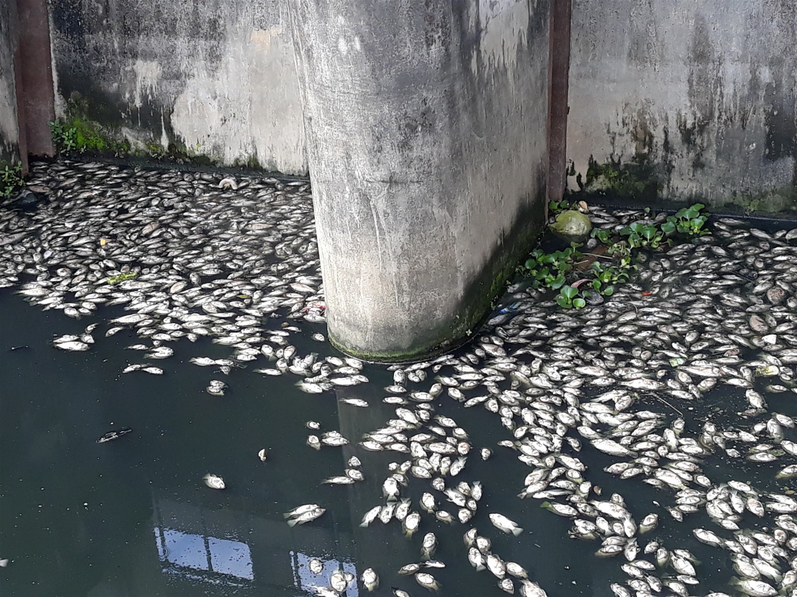 Nghệ An: Hàng tấn cá chết nổi trắng ở hồ điều hoà do ô nhiễm