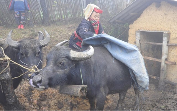 Yên Bái: Tăng cường phòng chống rét cho gia súc gia cầm