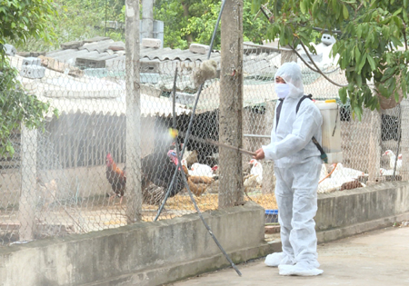 Quảng Ninh: Phát hiện ổ dịch cúm gia cầm A/H5N6