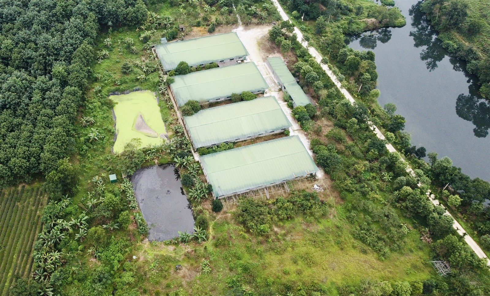 H&agrave; Tĩnh: Trại lợn xả thải g&acirc;y &ocirc; nhiễm nguồn nước