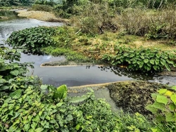 ha tinh trai lon xa thai gay o nhiem nguon nuoc
